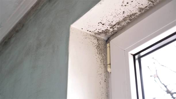 Best Residential Mold Inspection & Testing  in Avis, PA