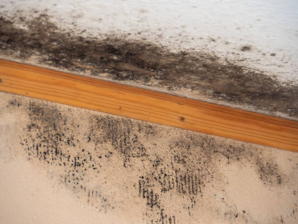 Best Attic Mold Removal  in Avis, PA