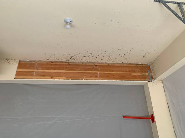 Best Commercial Mold Inspection  in Avis, PA